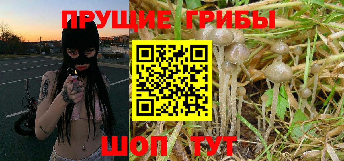Сунжа  Галлюциногенные грибы Psilocybine cubensis  Галлюциногенные грибы Psilocybe  Вход с VPN 